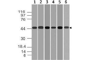 Image no. 1 for anti-Mitogen-Activated Protein Kinase Kinase 2 (MAP2K2) (AA 2-200) antibody (ABIN5027355) (MEK2 antibody  (AA 2-200))