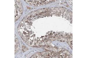 Immunohistochemical staining of human testis with CHCHD5 polyclonal antibody  shows strong cytoplasmic positivity in subsets of cells in seminiferus ducts at 1:20-1:50 dilution. (CHCHD5 antibody)