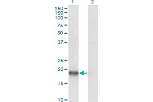 ARPC3 antibody  (AA 1-78)