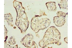 Immunohistochemistry of paraffin-embedded human placenta tissue using ABIN7151150 at dilution of 1:100 (RNF138 antibody  (AA 2-245))