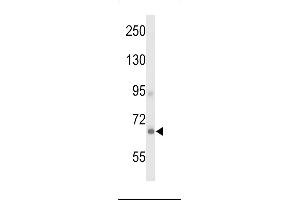 Western blot analysis of GP Antibody (Center) (ABIN653452 and ABIN2842887) in 293 cell line lysates (35 μg/lane). (G Protein-Coupled Receptor 133 antibody  (AA 471-498))