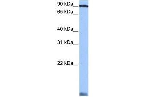 AARS antibody used at 0. (AARS antibody  (C-Term))