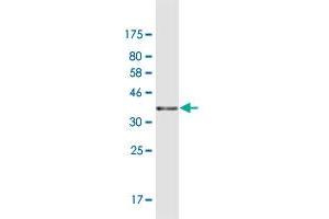 Western Blot detection against Immunogen (42. (RANGRF antibody  (AA 1-146))