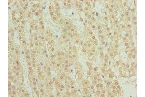 Immunohistochemistry of paraffin-embedded human adrenal gland tissue using ABIN7173492 at dilution of 1:100 (TRMT6 antibody  (Catalytic Subunit))