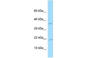 Western Blotting (WB) image for anti-Platelet Derived Growth Factor A (PDGFA) (C-Term) antibody (ABIN2774382) (PDGFA antibody  (C-Term))