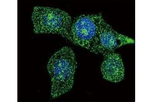 Immunofluorescence (IF) image for anti-Acyl-CoA Oxidase 1, Palmitoyl (ACOX1) antibody (ABIN3029856)