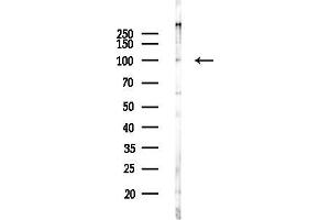 anti-Opioid Growth Factor Receptor (OGFR) (Internal Region) antibody
