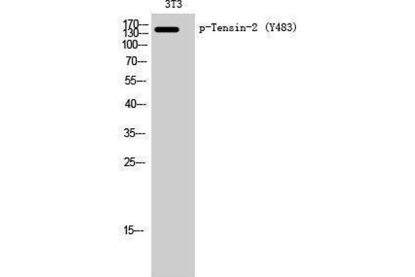 TENC1 antibody  (pTyr483)