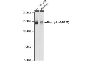 Western blot analysis of extracts of various cell lines, using Neuropilin-1 (NRP1) antibody (ABIN7268892) at 1:1000 dilution. (Neuropilin 1 antibody  (AA 21-250))