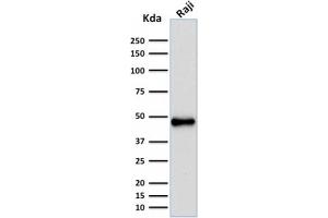 Western Blot Analysis of human Raji cell lysate using PAX5 Mouse Recombinant Monoclonal Antibody (rPAX5/2060).