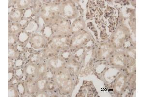 Immunoperoxidase of monoclonal antibody to GSC on formalin-fixed paraffin-embedded human kidney. (GSC antibody  (AA 78-186))