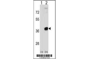 Western blot analysis of PRPS2 using rabbit polyclonal PRPS2 Antibody using 293 cell lysates (2 ug/lane) either nontransfected (Lane 1) or transiently transfected (Lane 2) with the PRPS2 gene. (PRPS2 antibody  (AA 77-106))