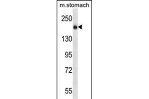 UNC13B Antibody (N-term) (ABIN657040 and ABIN2846211) western blot analysis in mouse stomach tissue lysates (35 μg/lane).