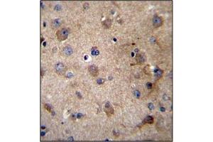 Immunohistochemistry analysis in Formalin Fixed, Paraffin Embedded Human brain tissue stained with SERPINE2 antibody (Center) followed by peroxidase conjugation of the secondary antibody and DAB staining. (SERPINE2 antibody  (Middle Region))