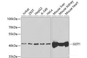 Western blot analysis of extracts of various cell lines using GOT1 Polyclonal Antibody at dilution of 1:1000. (GOT1 antibody)