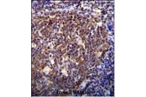 HOXB6 Antibody (Center) (ABIN655657 and ABIN2845130) immunohistochemistry analysis in formalin fixed and paraffin embedded human tonsil tissue followed by peroxidase conjugation of the secondary antibody and DAB staining.