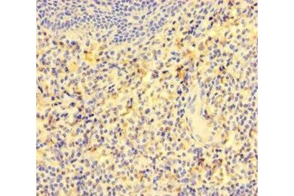 GCET2 antibody  (AA 1-178)