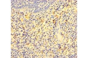 Immunohistochemistry of paraffin-embedded human tonsil tissue using ABIN7153835 at dilution of 1:100 (GCET2 antibody  (AA 1-178))