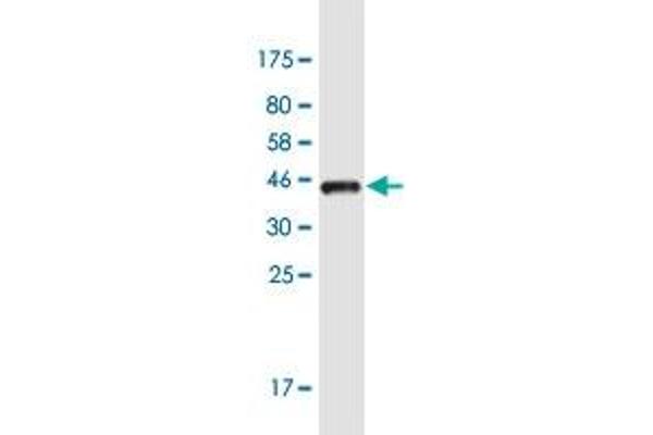 OTP antibody  (AA 11-120)