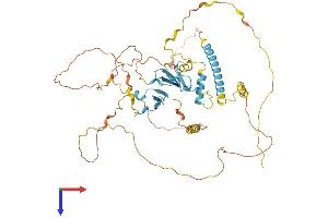 YAP1 Protein (AA 1-504) (His tag)