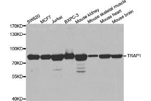 Western blot analysis of extracts of various cell lines, using TRAP1 antibody (ABIN5971463) at 1/1000 dilution. (TRAP1 antibody)