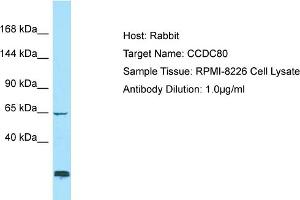 Host: Rabbit Target Name: CCDC80 Sample Type: RPMI-8226 Whole Cell lysates Antibody Dilution: 1. (CCDC80 antibody  (C-Term))