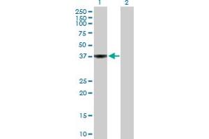 Western Blot analysis of WDSUB1 expression in transfected 293T cell line by WDSUB1 MaxPab polyclonal antibody. (WDSUB1 antibody  (AA 1-384))
