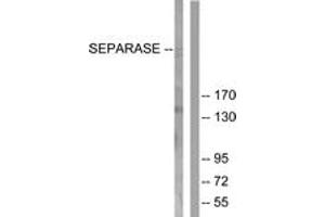 Western Blotting (WB) image for anti-Extra Spindle Poles Like 1 (ESPL1) (AA 767-816) antibody (ABIN2879105) (Separase antibody  (AA 767-816))