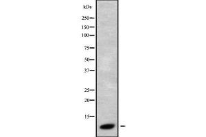 Western blot analysis GNG3 using HT29 whole cell lysates (GNG3 antibody  (N-Term))