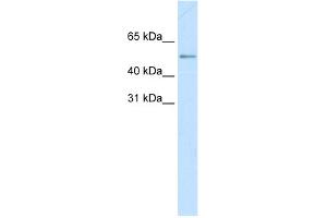 WB Suggested Anti-MYC Antibody Titration:  0.