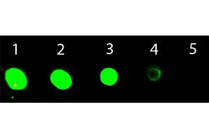 Dot Blot of Goat anti-Mouse IgG2b (Gamma 2b Chain) Antibody ATTO 532 Conjugated.