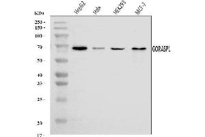 Western blot analysis of GRASP65/GORASP1 using anti-GRASP65/GORASP1 antibody (ABIN7599953).