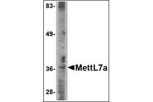 Western blot analysis of MettL7A in A-20 cell lysate with this product at 2 μg/ml. (METTL7A antibody  (C-Term))