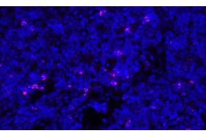 Immunofluorescence (IF) image for anti-Cytotoxic T-Lymphocyte-Associated Protein 4 (CTLA4) (C-Term) antibody (ABIN7795649)