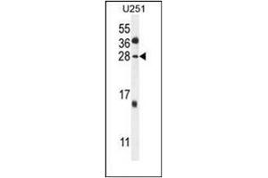Western blot analysis of GGTLC2 Antibody (Center) in U251 cell line lysates (35ug/lane). (GGTLC2 antibody  (Middle Region))