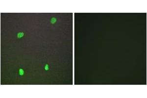 Immunofluorescence analysis of COS7 cells, using XRCC3 Antibody. (RCC3 (AA 41-90) antibody)