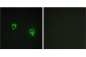 Immunofluorescence analysis of COS7 cells, using AKAP1 Antibody. (AKAP1 antibody  (AA 281-330))