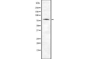 Western blot analysis of ABI2 using 293 whole cell lysates