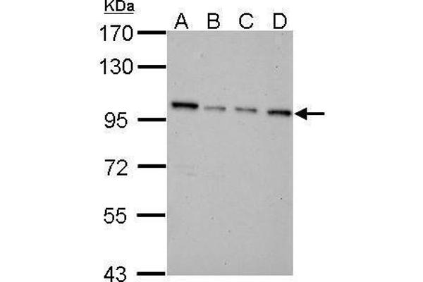 NNT antibody  (C-Term)