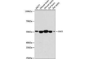 Western blot analysis of extracts of various cell lines, using JNK3 antibody (ABIN7268611) at 1:1000 dilution. (MAPK10 antibody)