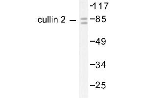 Image no. 1 for anti-Cullin 2 (CUL2) antibody (ABIN265376) (Cullin 2 antibody)