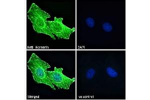 ABIN238644 Immunofluorescence analysis of paraformaldehyde fixed U251 cells, permeabilized with 0. (HRNR antibody  (Internal Region))