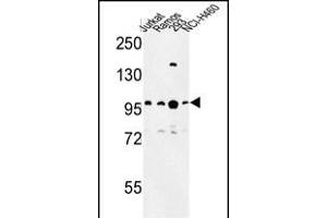 Western blot analysis of BCL11A Antibody (C-term) (ABIN653582 and ABIN2842956) in Jurkat, Ramos, 293, NCI- cell line lysates (35 μg/lane). (BCL11A antibody  (C-Term))
