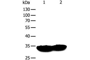 Western Blot analysis of Mouse heart and muscle tissue using TPM1 Polyclonal Antibody at dilution of 1:400 (Tropomyosin antibody)