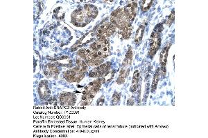 Human kidney (SNAPC2 antibody  (Middle Region))