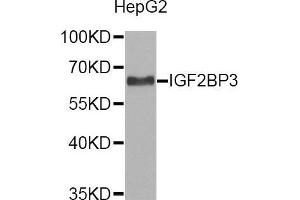 Western blot analysis of extracts of HepG2 cell line, using IGF2BP3 antibody. (IGF2BP3 antibody  (AA 300-579))