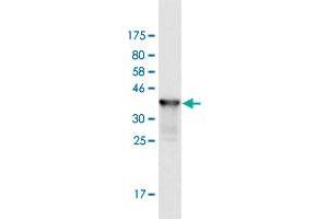 Western Blot detection against Immunogen (36. (ICT1 antibody  (AA 107-206))