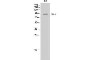 Western Blotting (WB) image for anti-Elongation Factor 1 Homolog (ELOF1) (C-Term) antibody (ABIN3174918) (ELOF1 antibody  (C-Term))