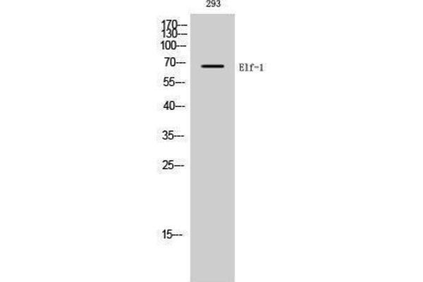 ELOF1 antibody  (C-Term)