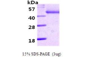 SDS-PAGE (SDS) image for serpin Peptidase Inhibitor, Clade A (Alpha-1 Antiproteinase, Antitrypsin), Member 12 (SERPINA12) (AA 21-414) protein (His tag) (ABIN666696) (SERPINA12 Protein (AA 21-414) (His tag))